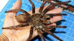 Арахнофобия: когда пауки становятся кошмаром миллионов