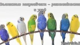 Волнистые попугайчики – разновидности и уход