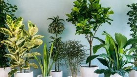 Цветоводу на заметку