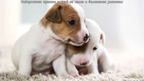 Содержание щенков и уход за ними в домашних условиях